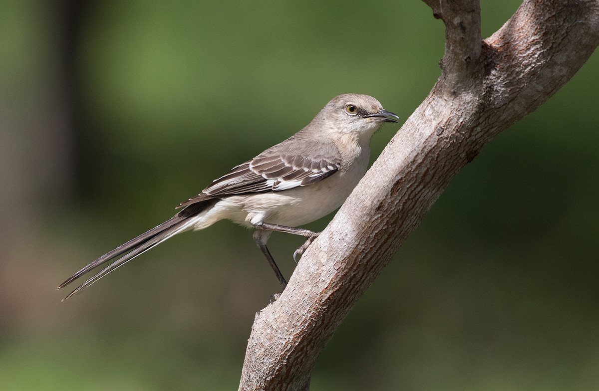 Northern Mockingbird - ML89945121