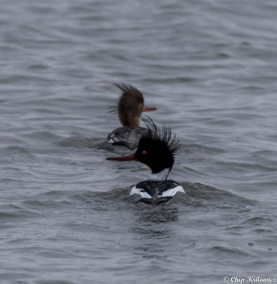 Red-breasted Merganser - Chip Krilowicz