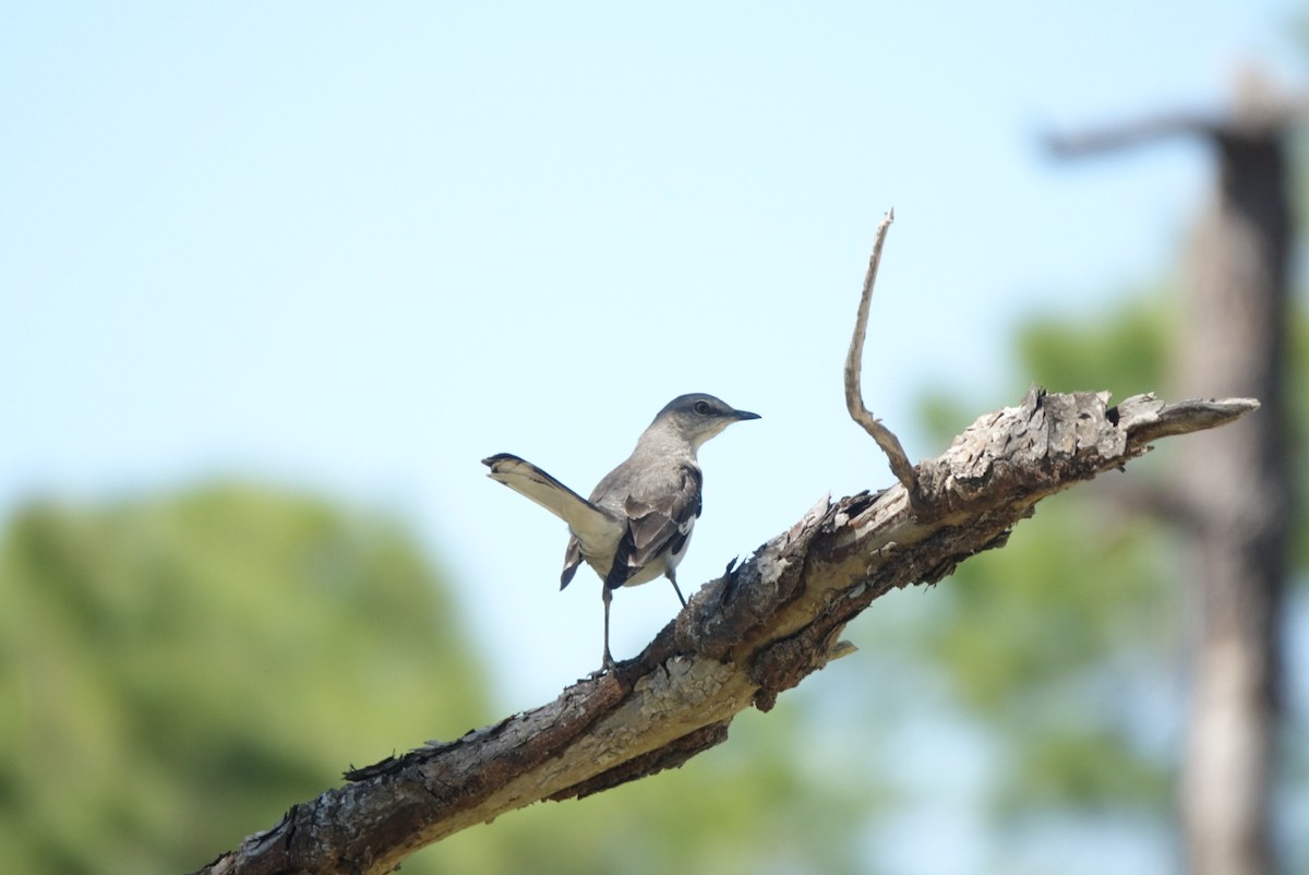 Northern Mockingbird - Sean Hatch