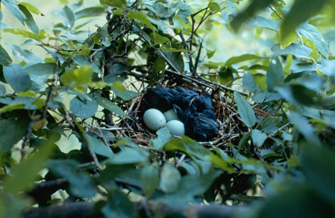 Yellow-billed Cuckoo - West Tennessee Historical Data