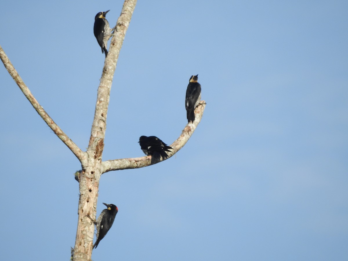 Acorn Woodpecker - ML89949371