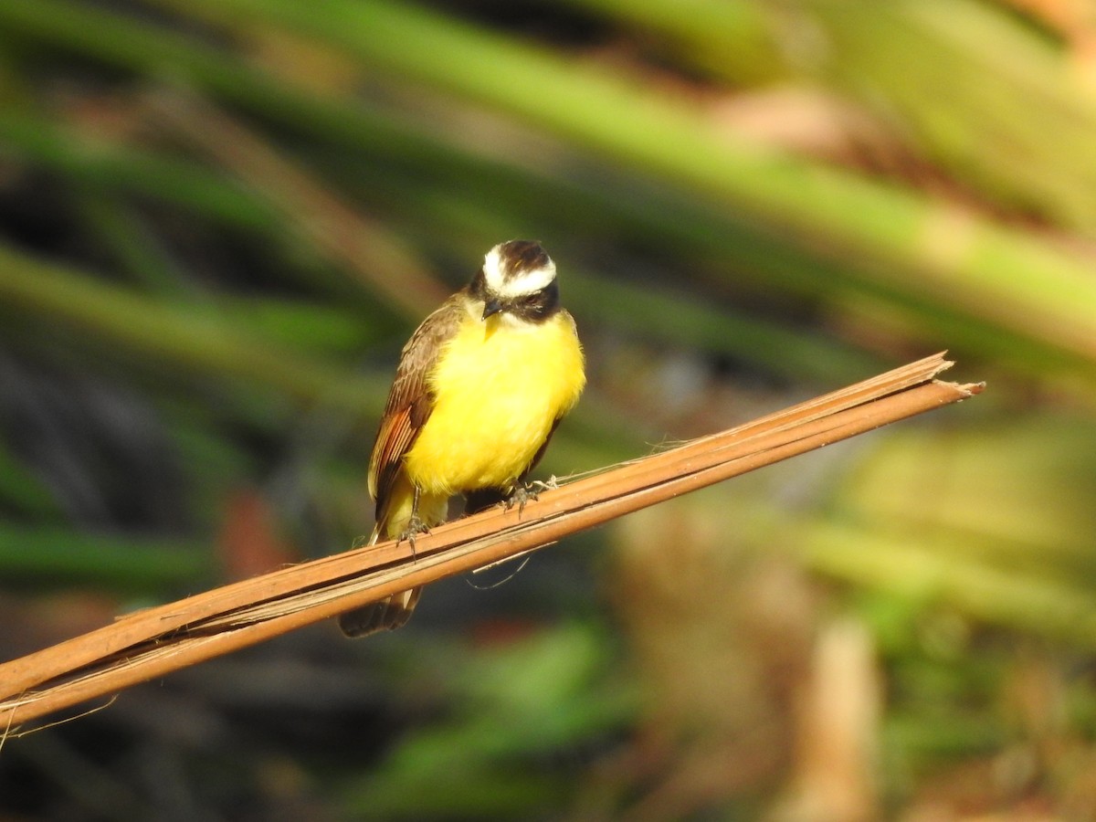 Rusty-margined Flycatcher - ML89949581