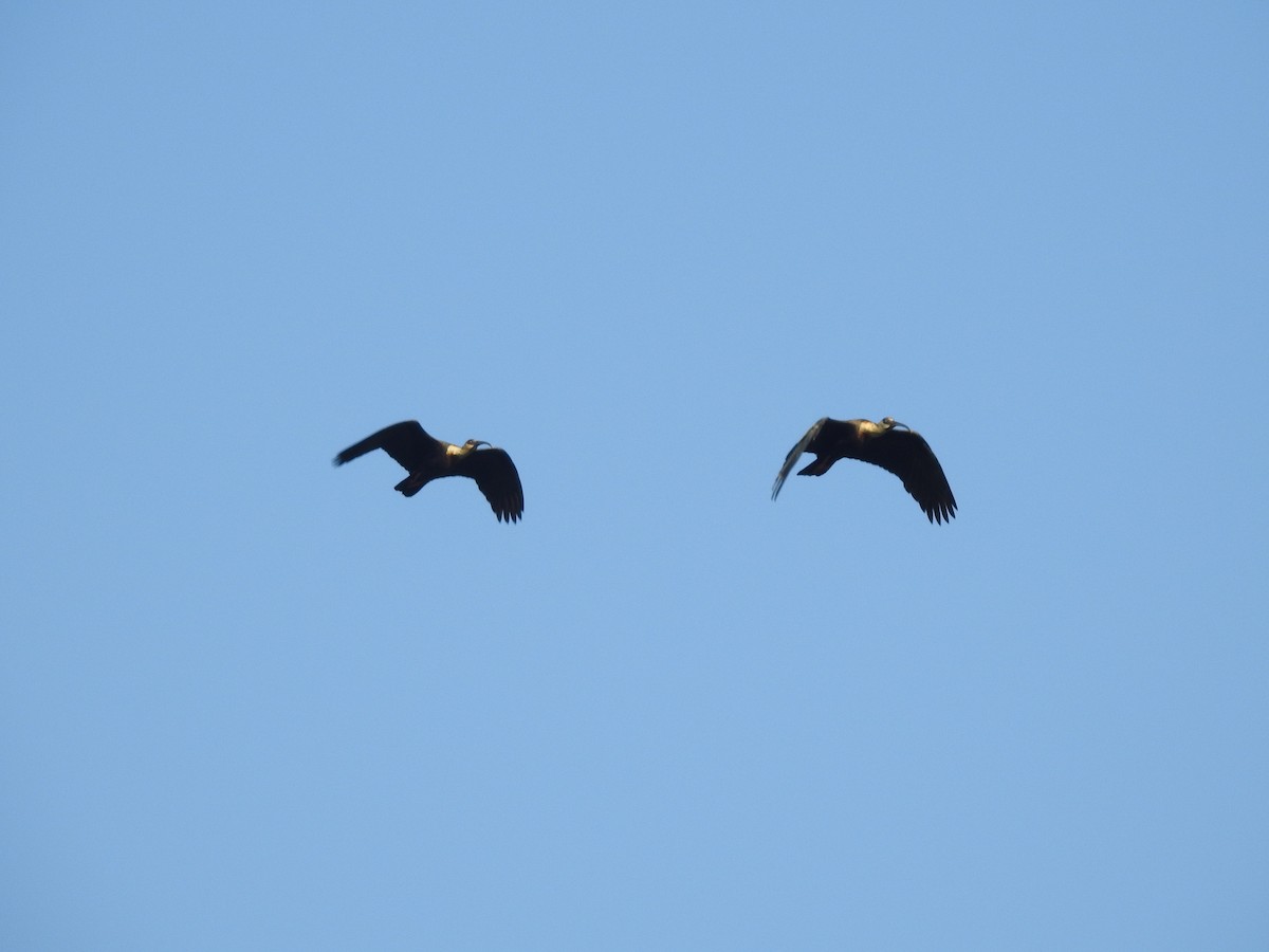 Buff-necked Ibis - ML89949741