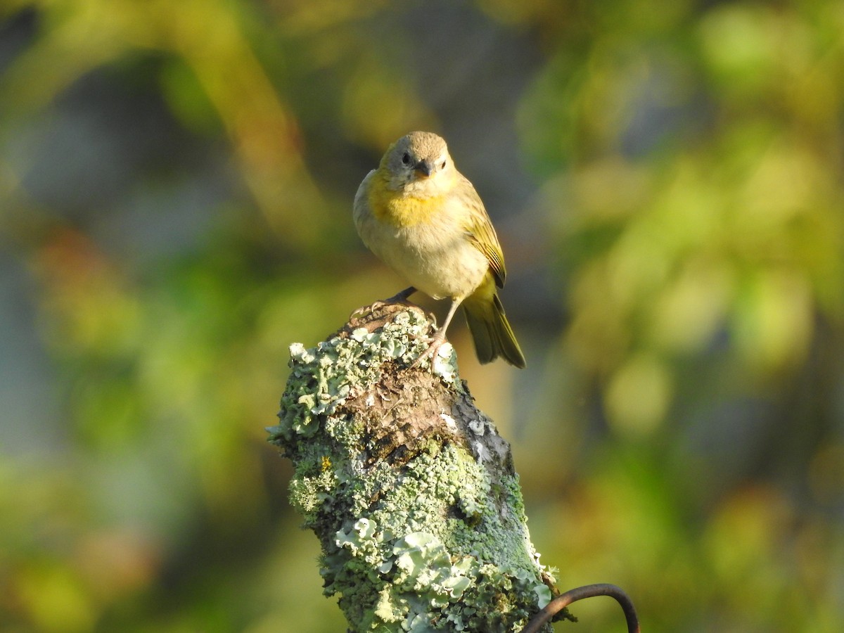 Saffron Finch - ML89950311