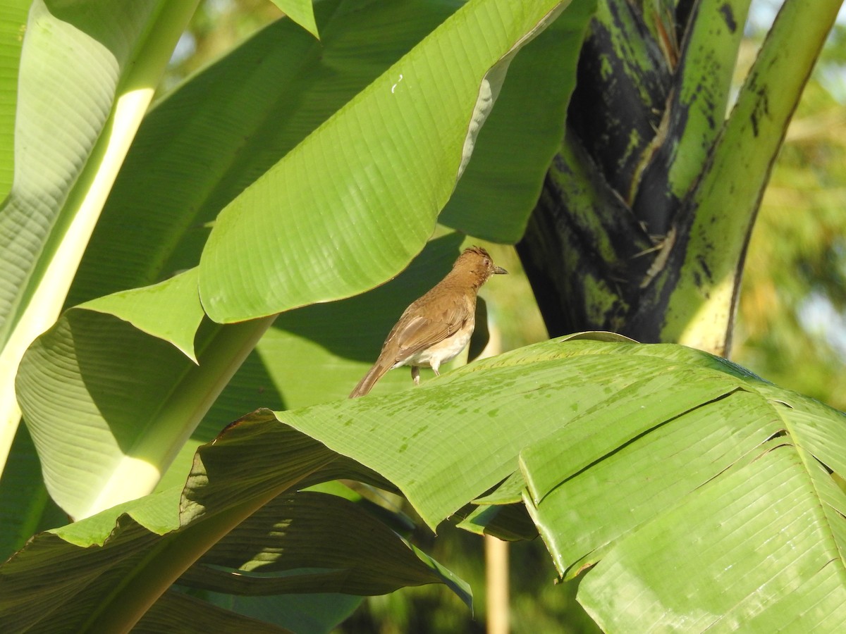 Black-billed Thrush - ML89950511