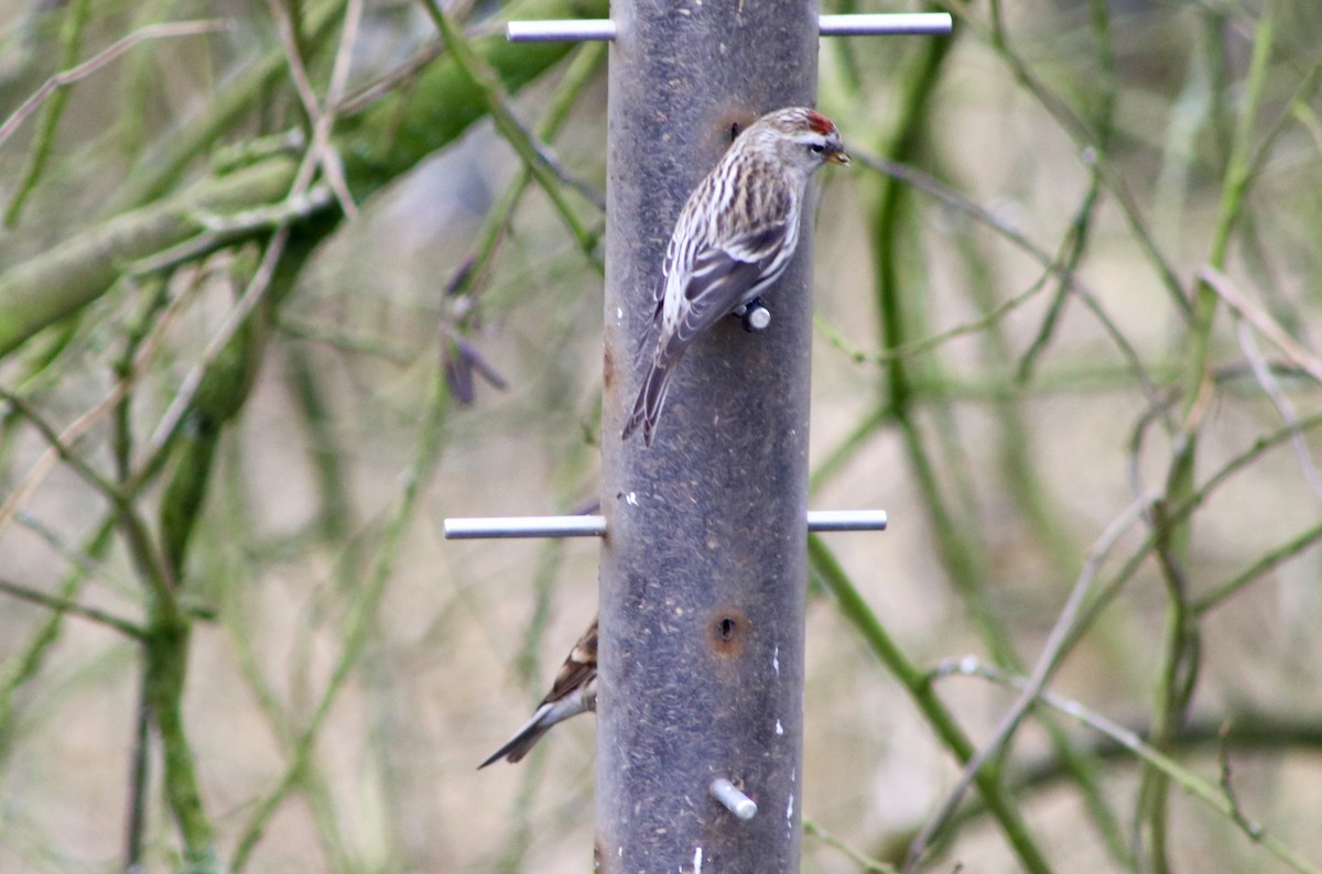 Common Redpoll - ML89951211