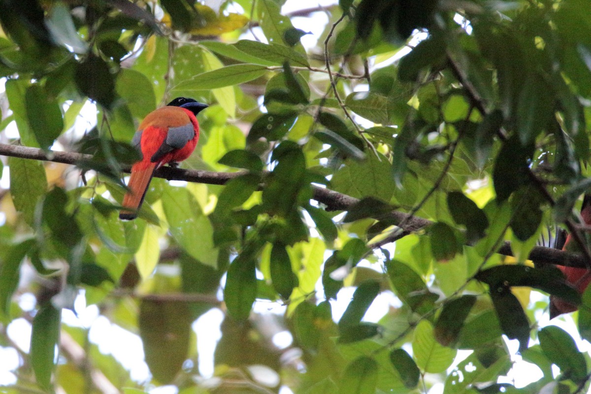 Rotbürzeltrogon - ML89951361