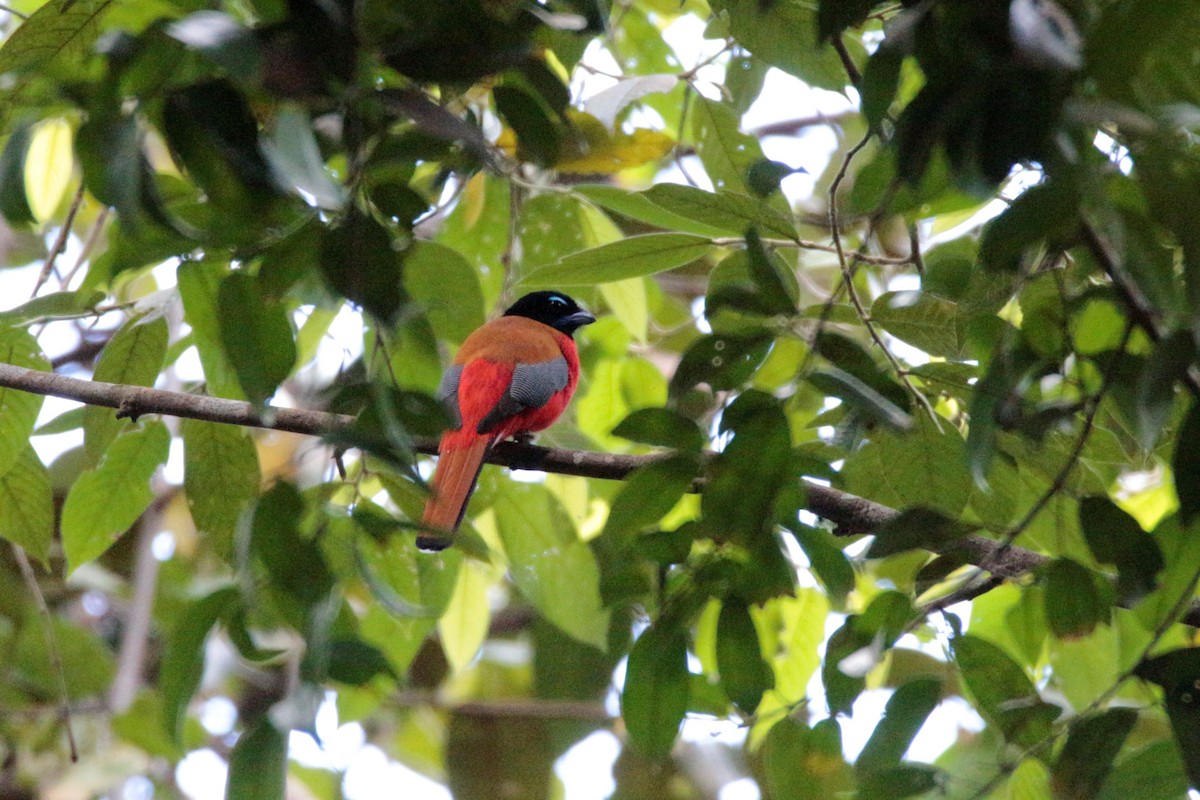 Scarlet-rumped Trogon - Fadzrun A.