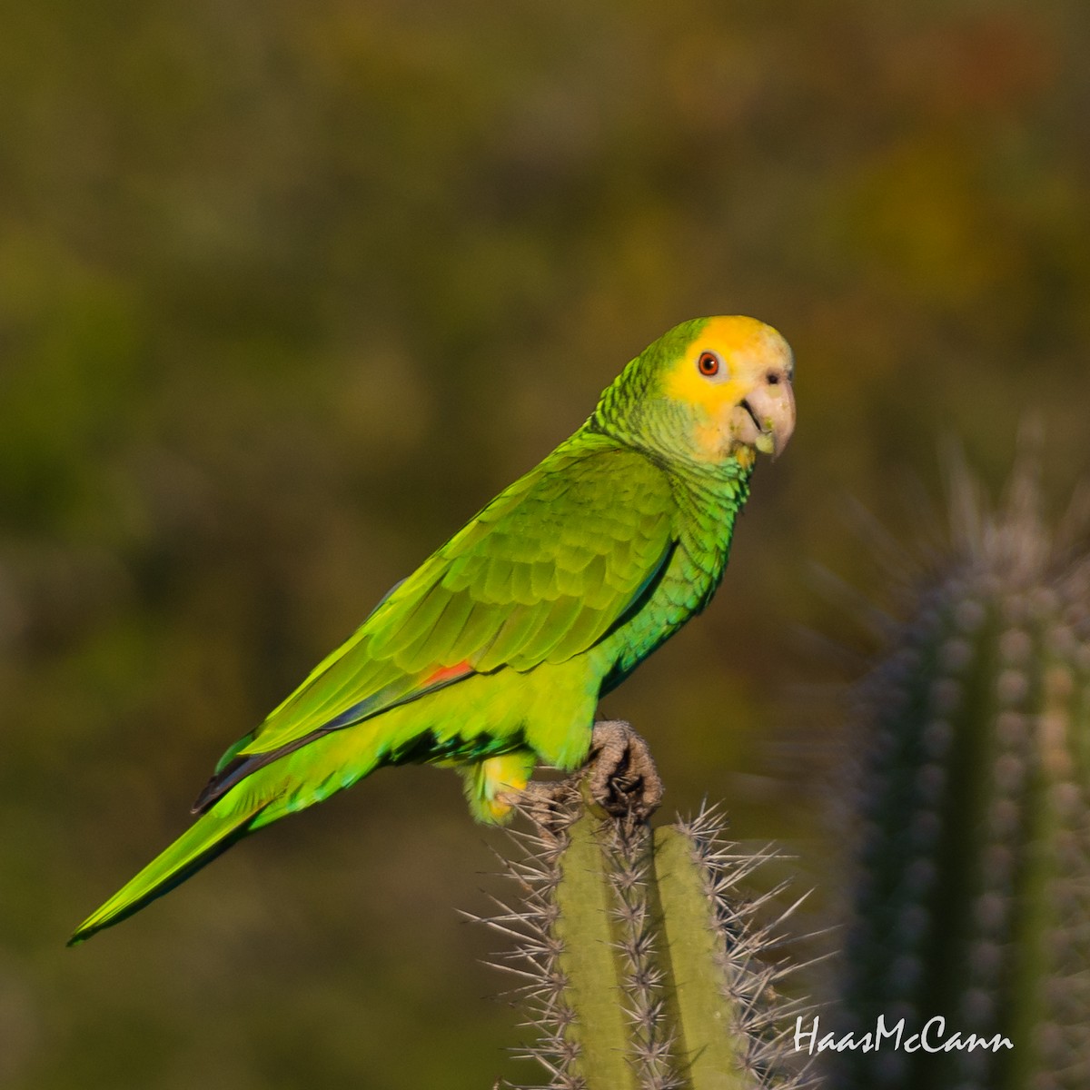 Yellow-shouldered Amazon - Suzie McCann