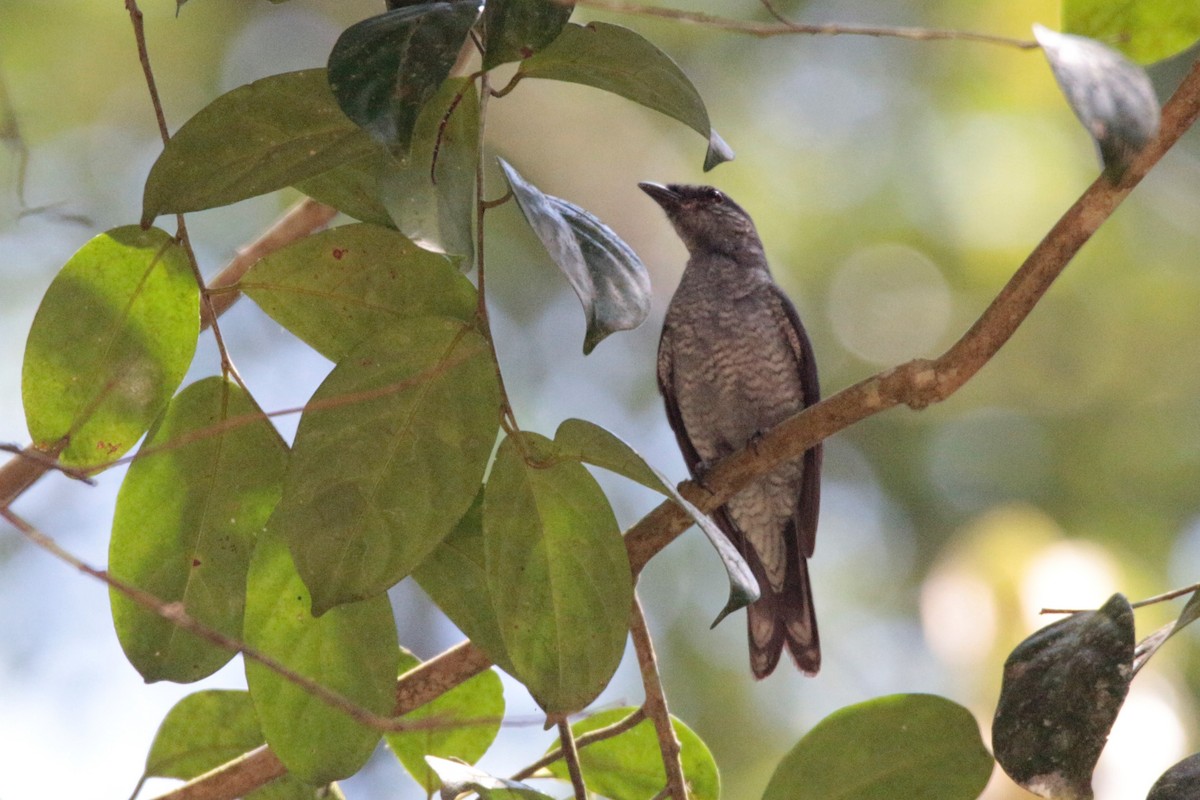 Lesser Cuckooshrike - Fadzrun A.