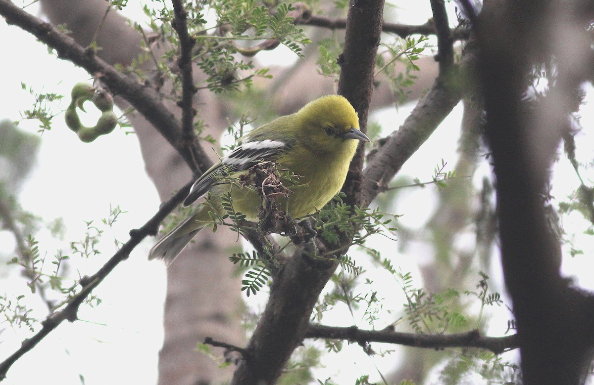 White-tailed Iora - ML89953611