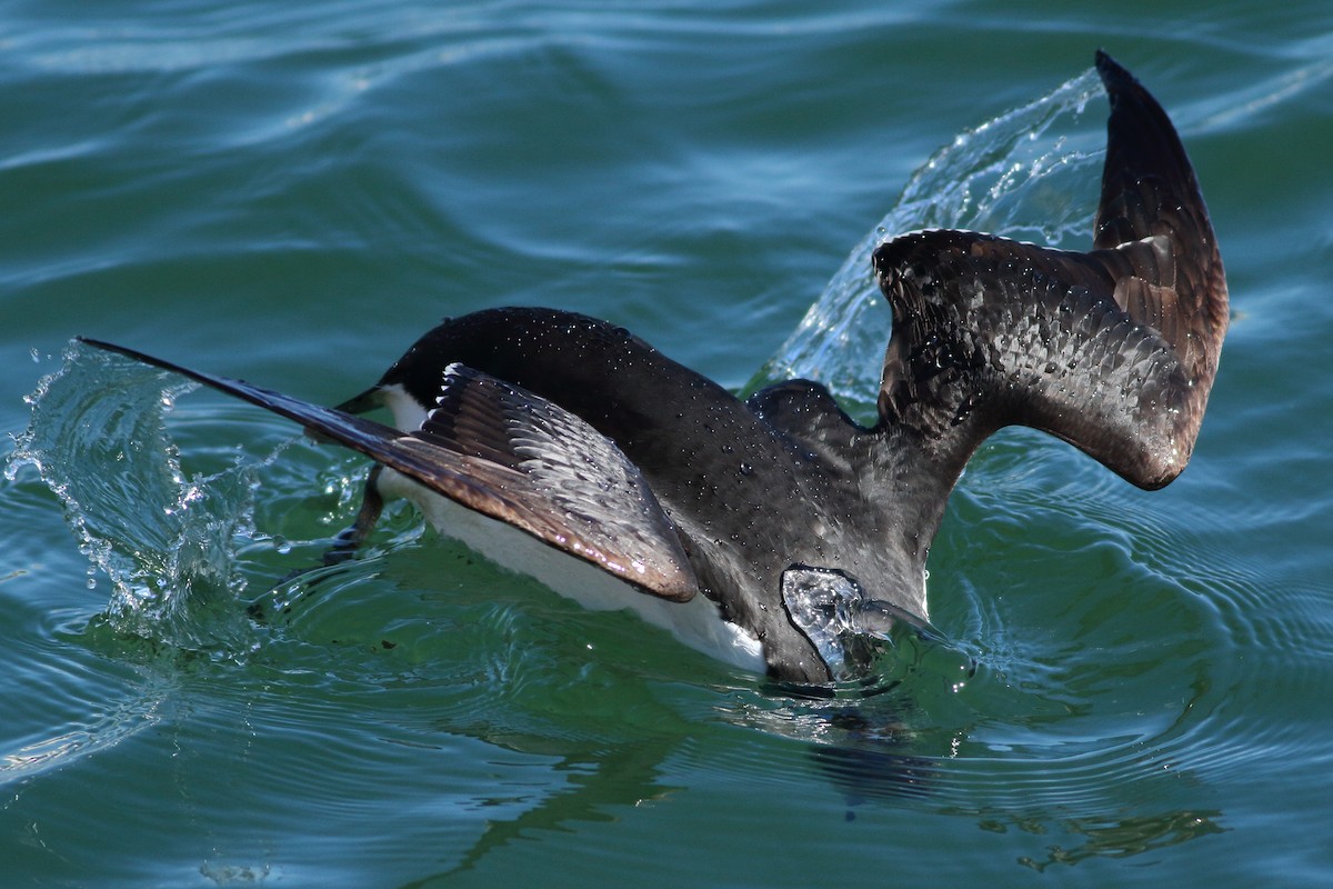 Thick-billed Murre - ML89954471