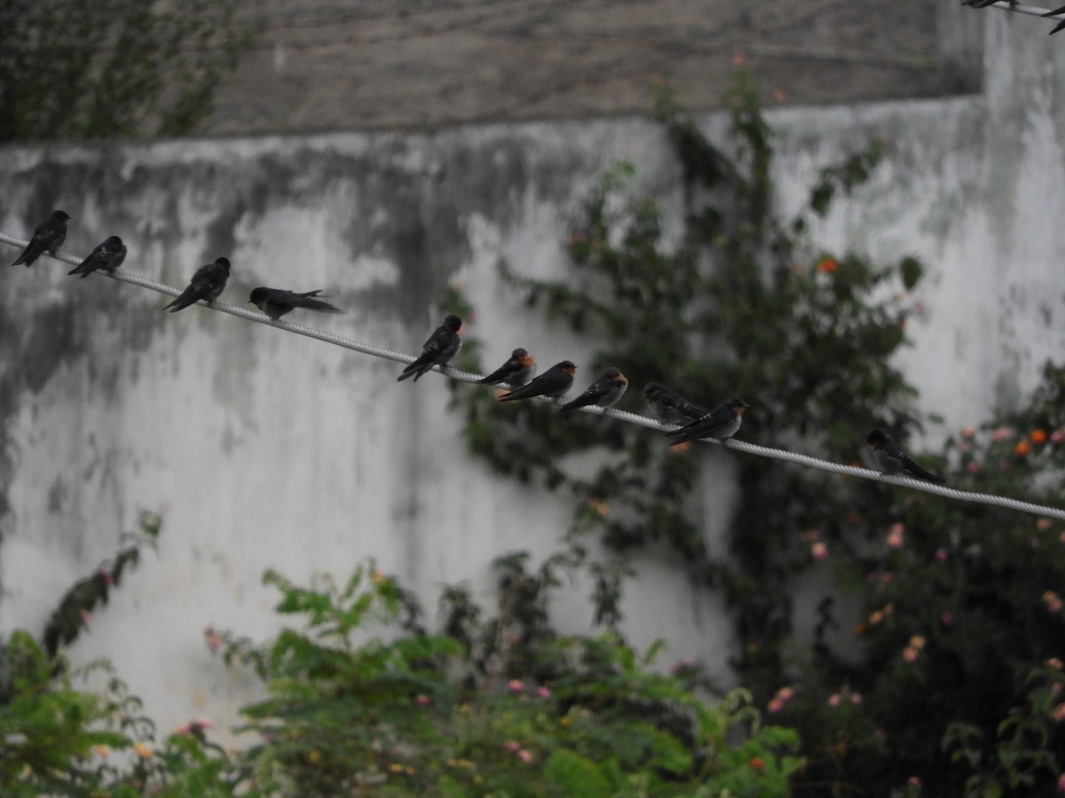 Barn Swallow - Akhilesh Magal