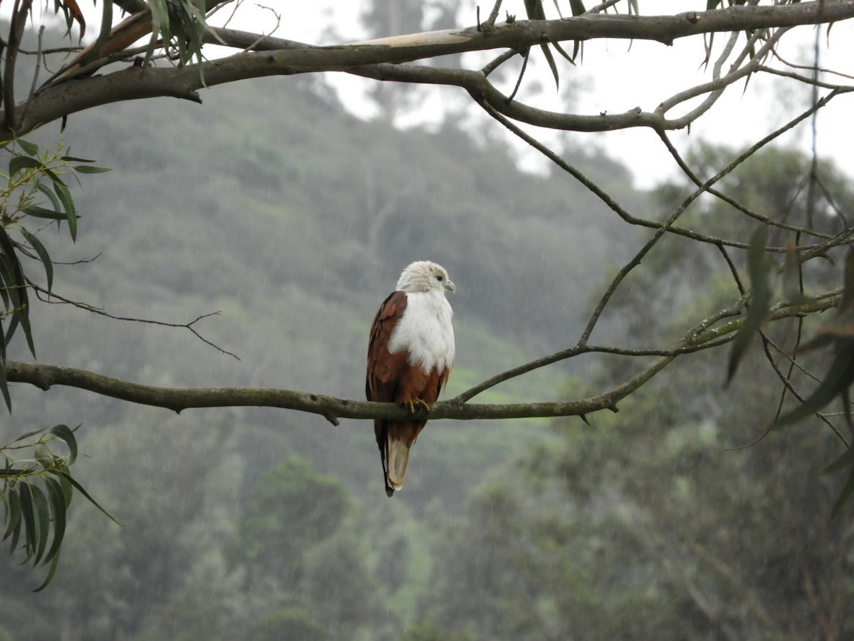 Brahminy Kite - ML89954861