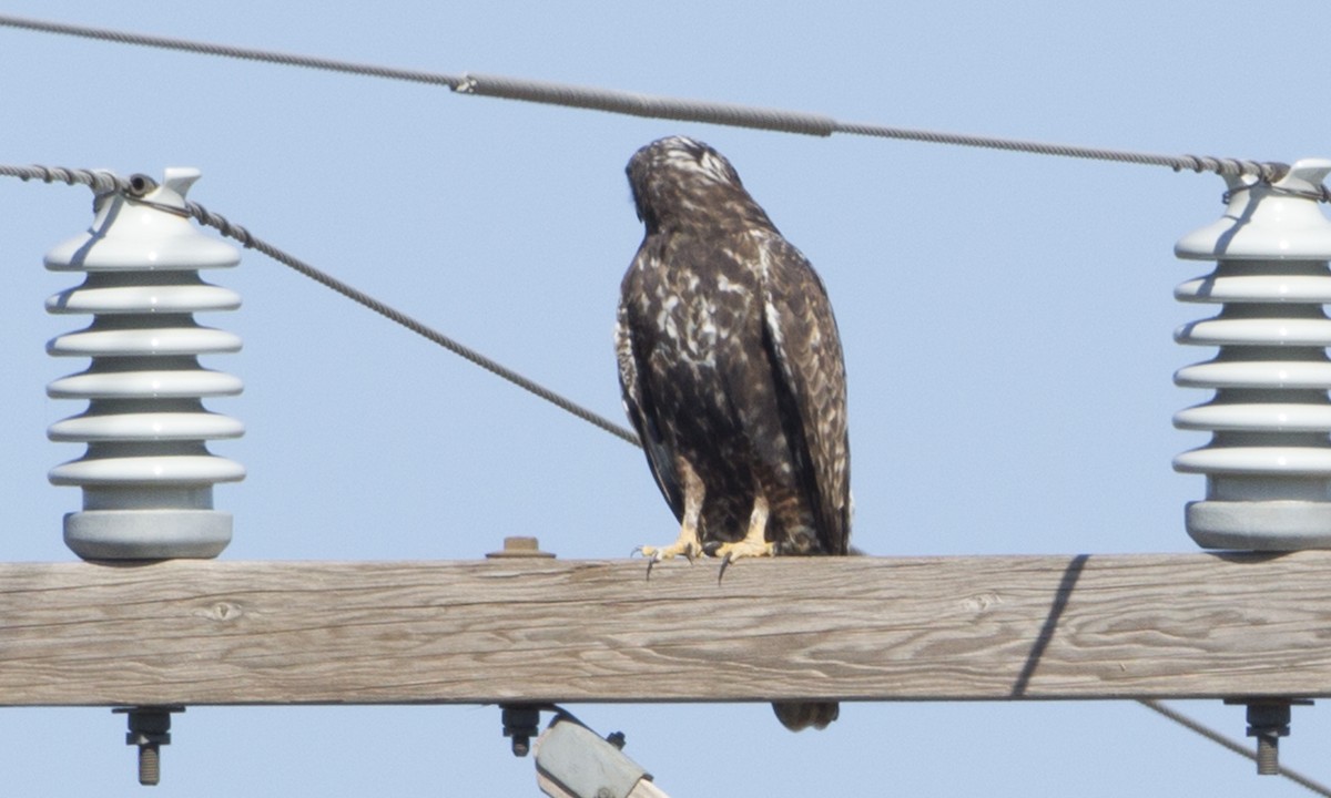 Red-tailed x Rough-legged Hawk (hybrid) - ML89956381