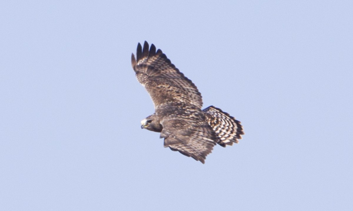 Red-tailed x Rough-legged Hawk (hybrid) - Brian Sullivan