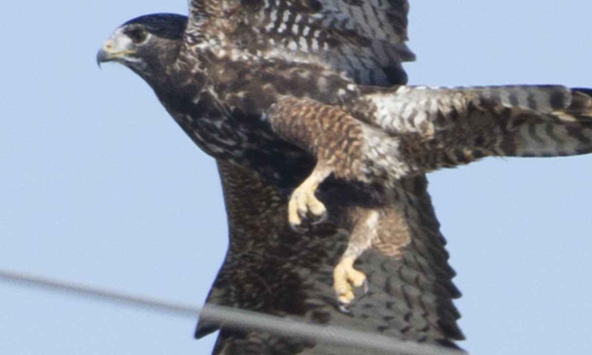 Red-tailed x Rough-legged Hawk (hybrid) - ML89956431