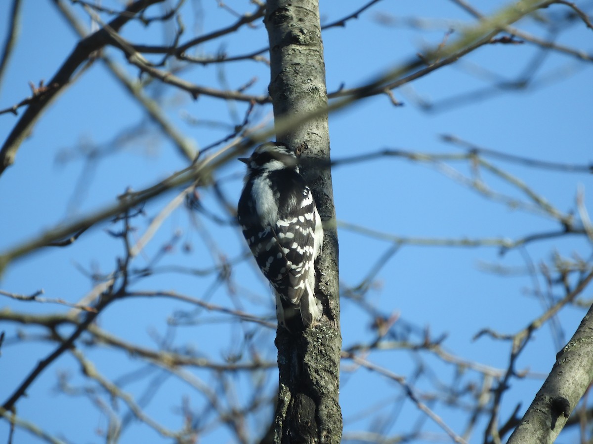 Downy Woodpecker - ML89956551