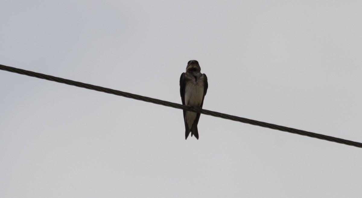 Gray-breasted Martin - ML89956961