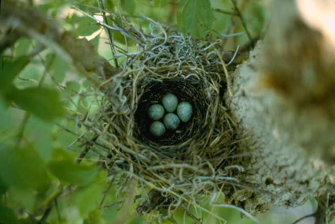 Blue Jay - West Tennessee Historical Data