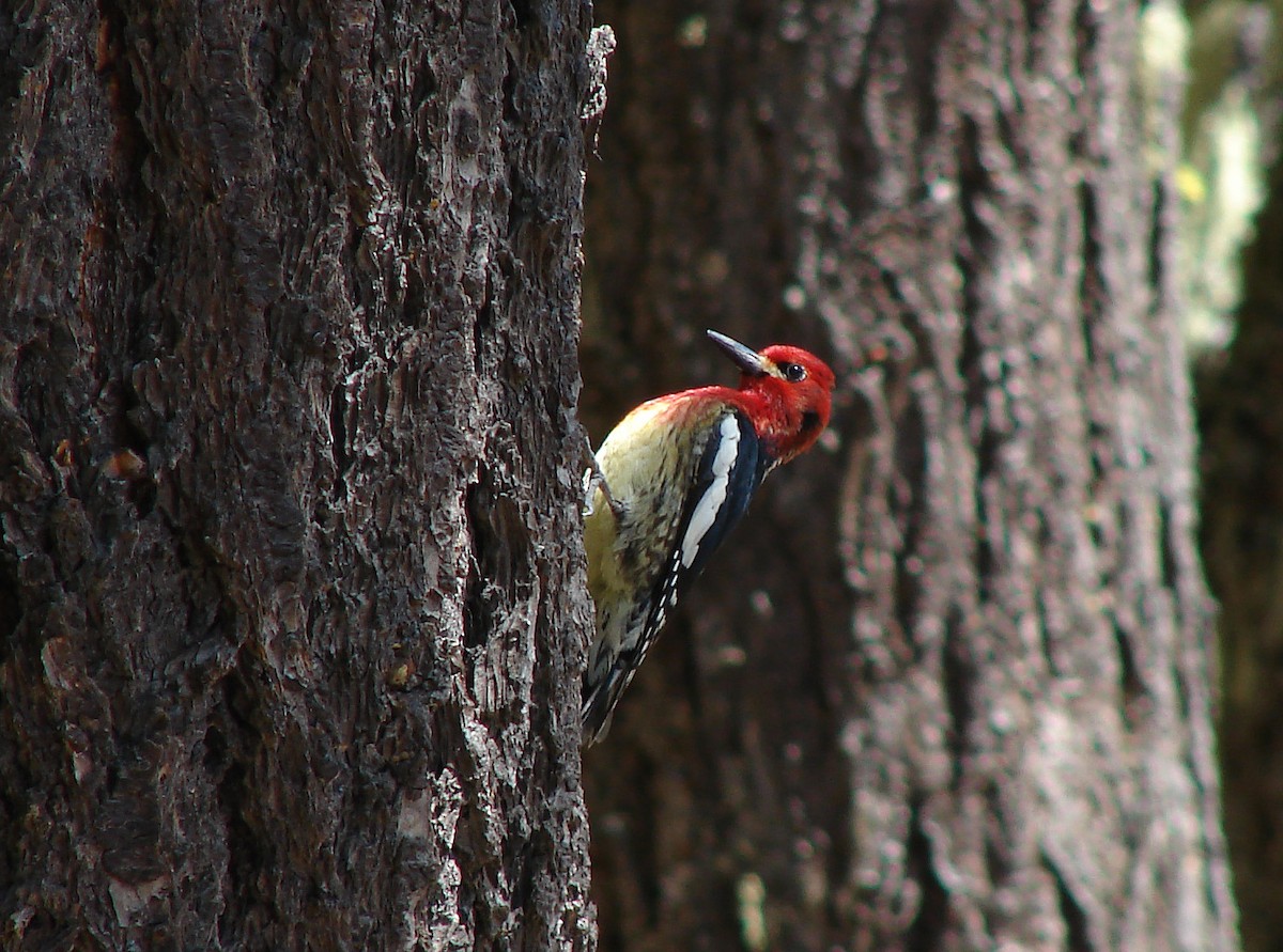 Red-breasted Sapsucker - ML89957761
