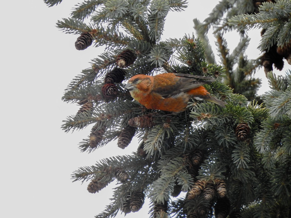 Red Crossbill - ML89958661