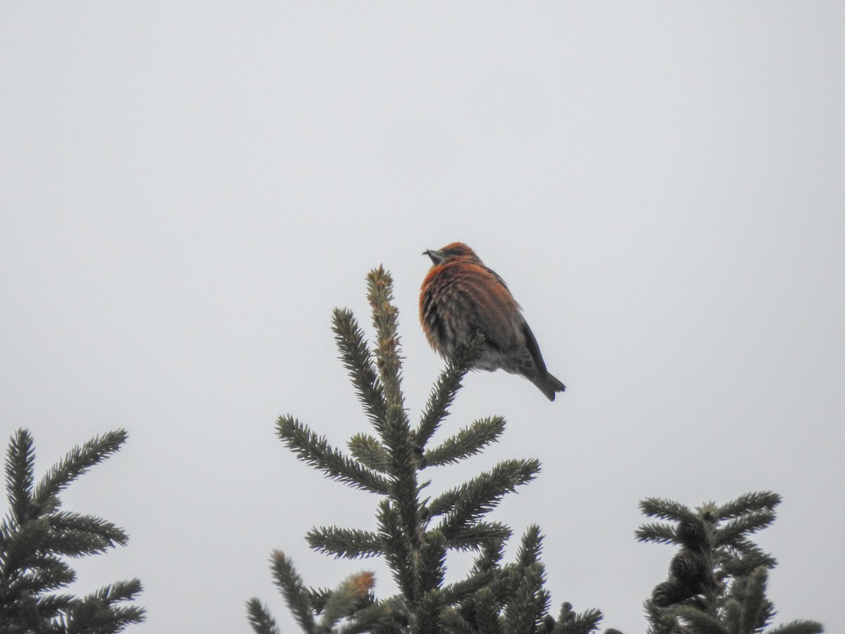 Red Crossbill - ML89958801