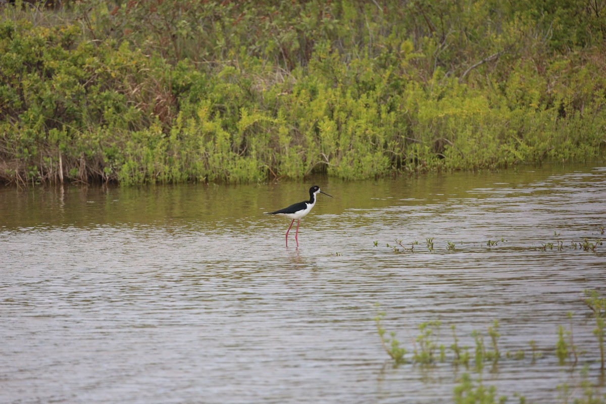 Black-necked Stilt - burton balkind