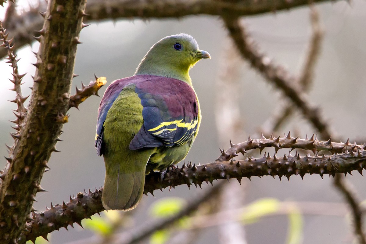 Gray-fronted Green-Pigeon - ML89963391