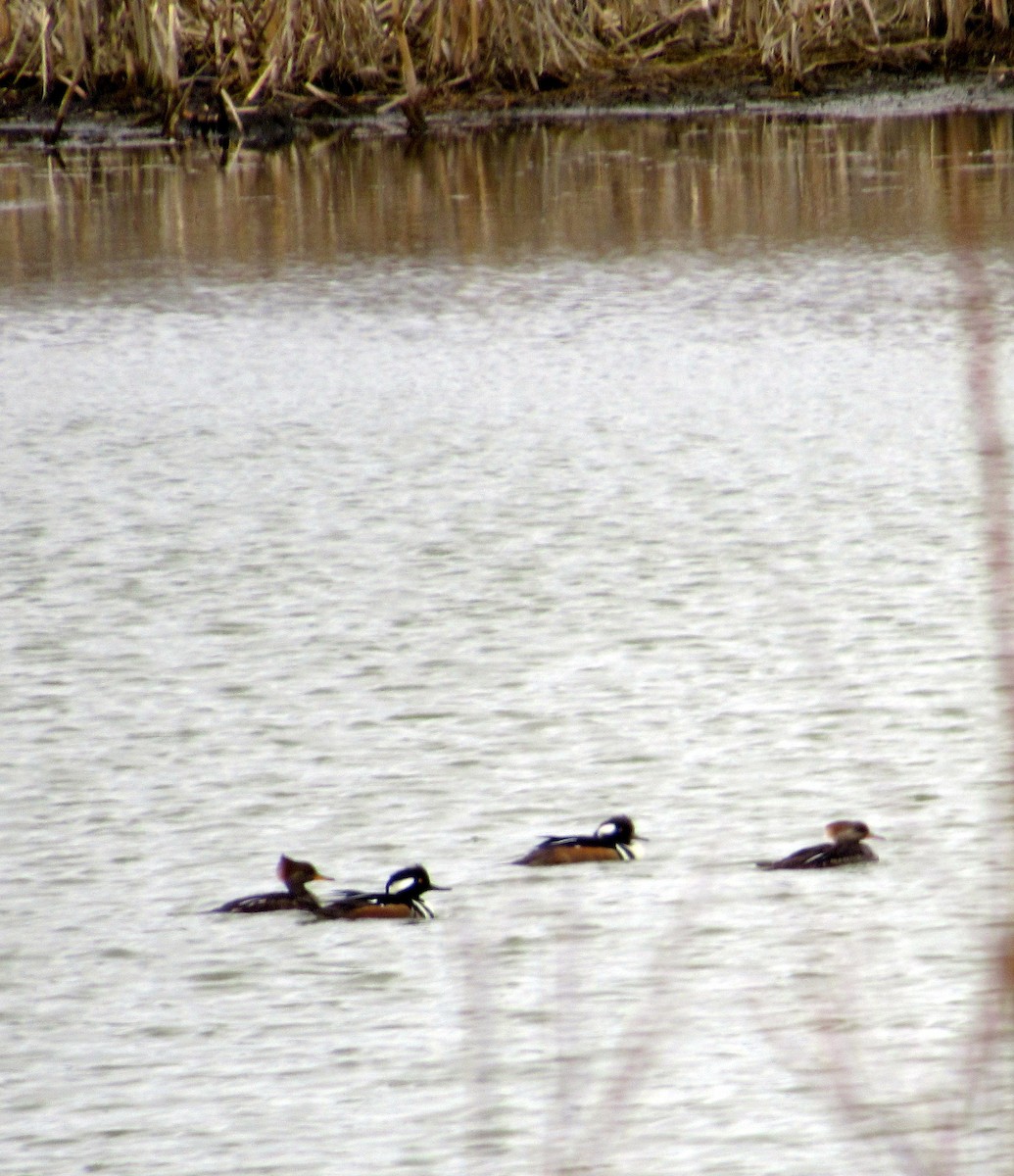 Hooded Merganser - ML89964301