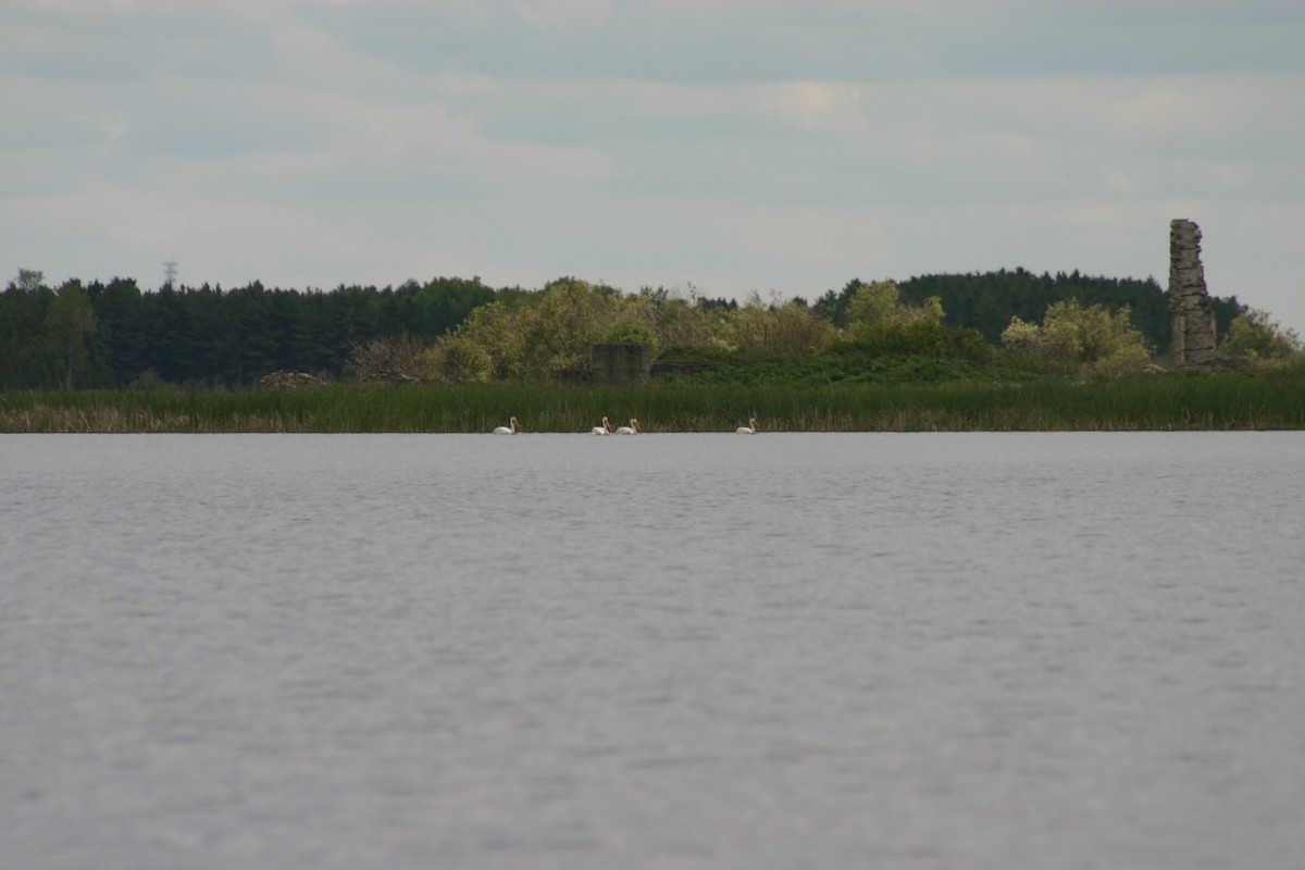 American White Pelican - Kevin Tupman