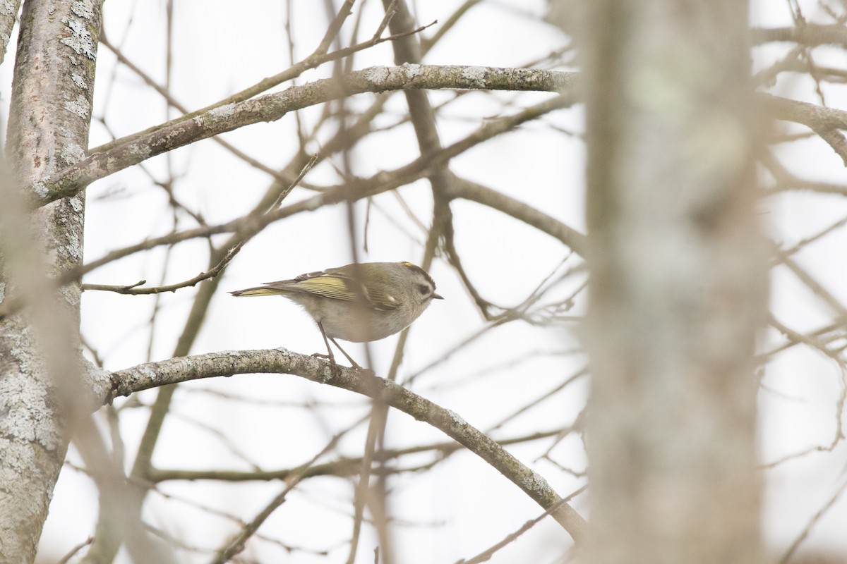 Golden-crowned Kinglet - Jason Platt