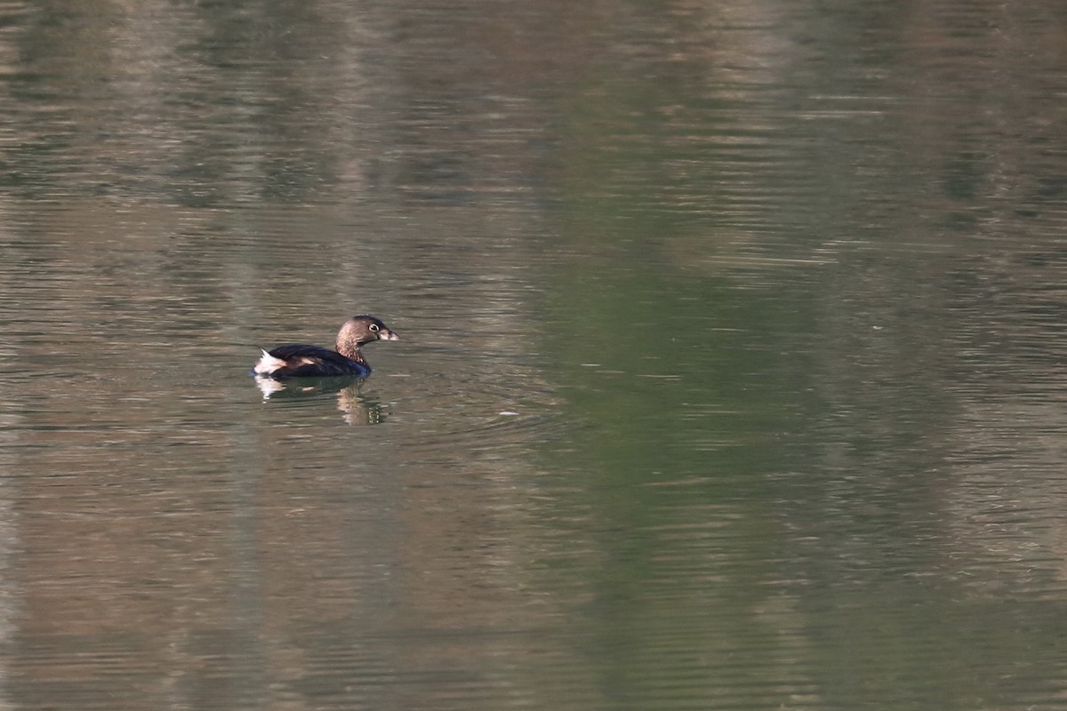 Pied-billed Grebe - Colin Sumrall