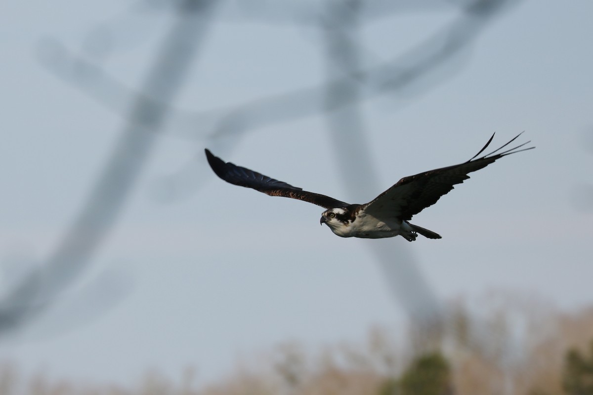 Balbuzard pêcheur - ML89968001