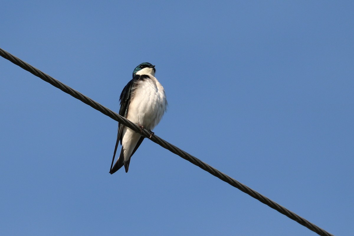 Tree Swallow - ML89968081