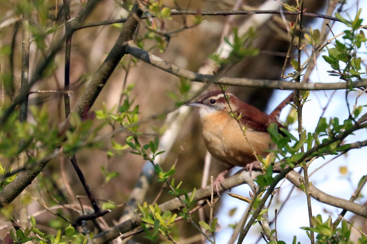 Carolina Wren - ML89968131