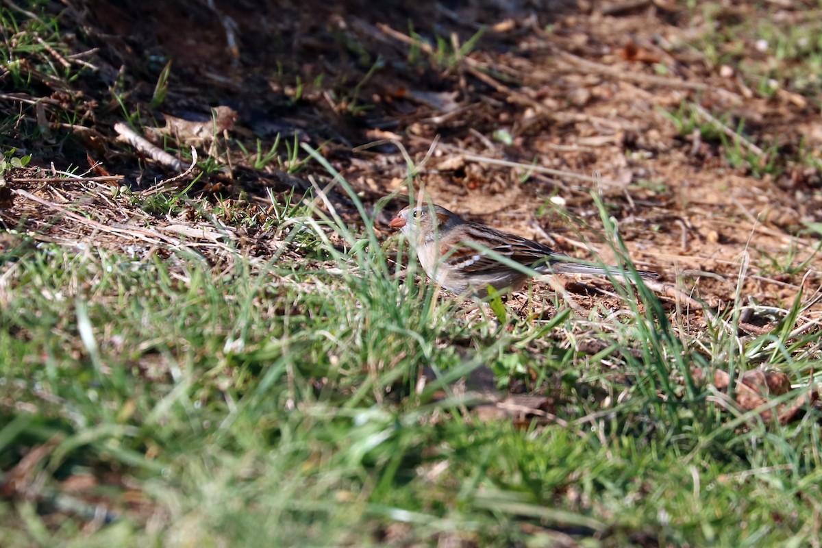 Field Sparrow - ML89968211