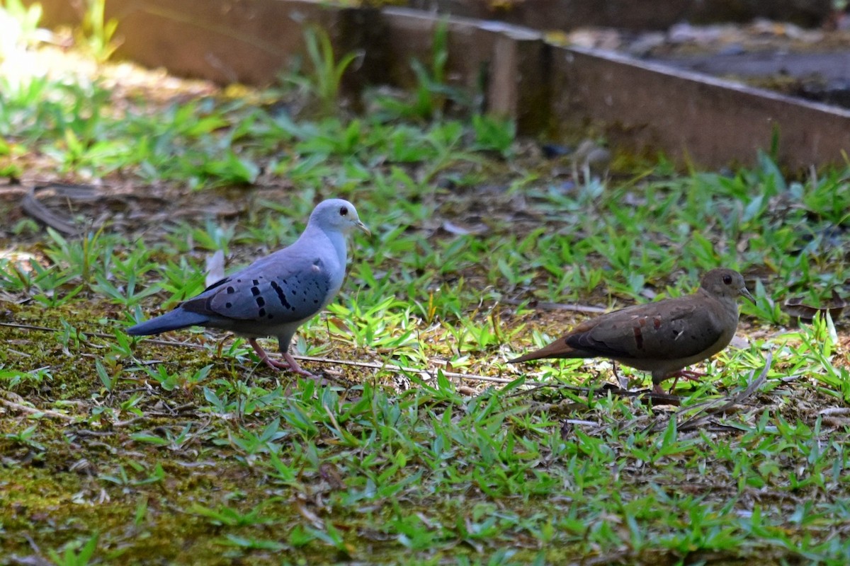 Blue Ground Dove - Joel Trick