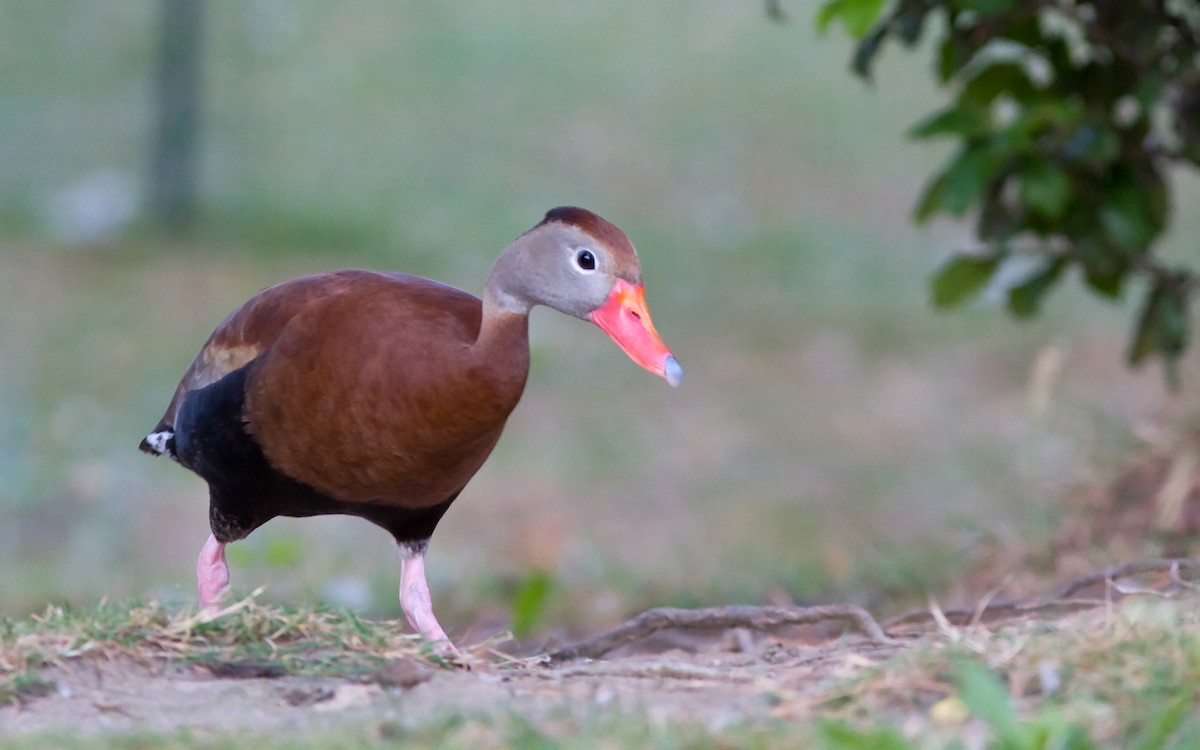 Black-bellied Whistling-Duck - Mark R Johnson