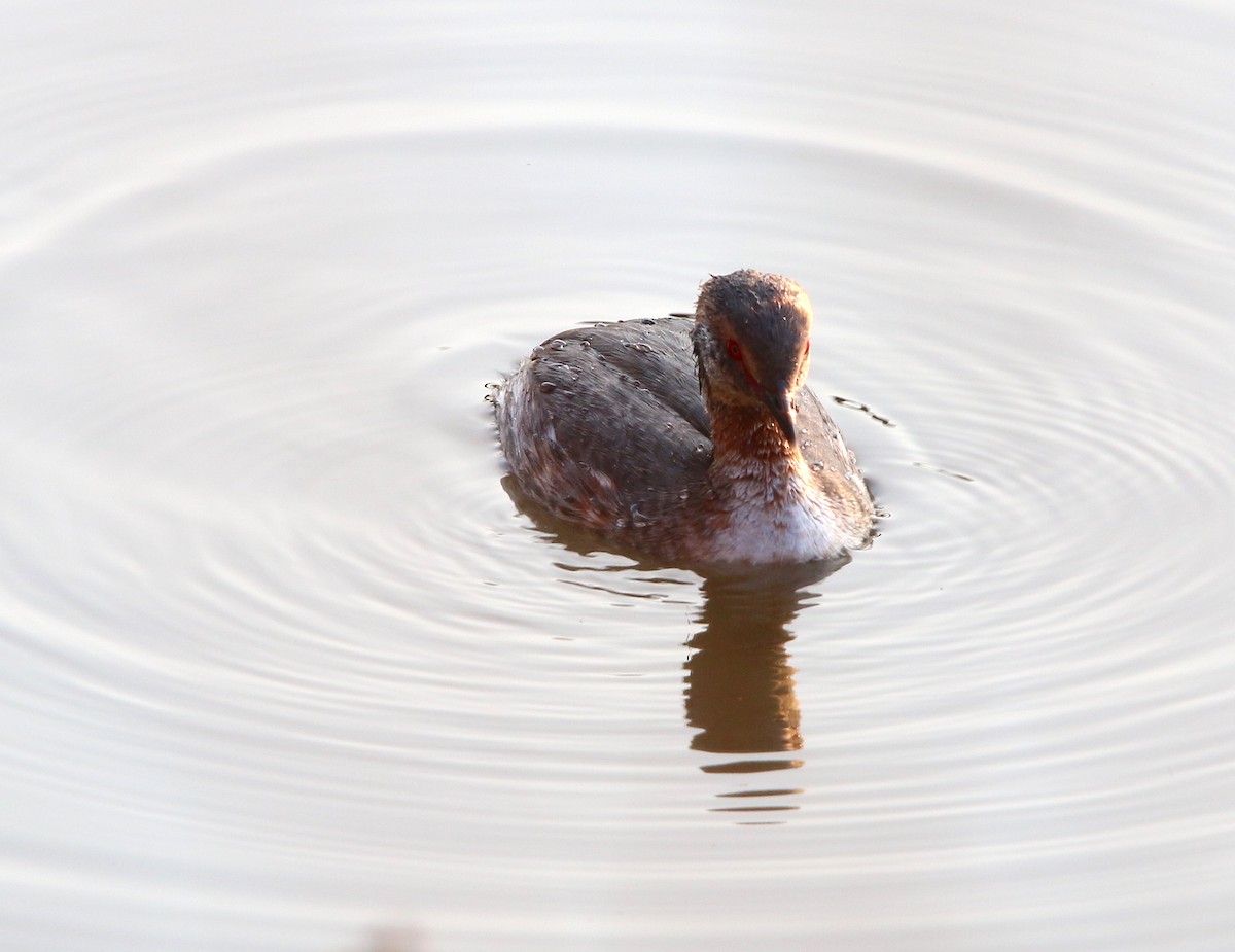 Horned Grebe - ML89968601