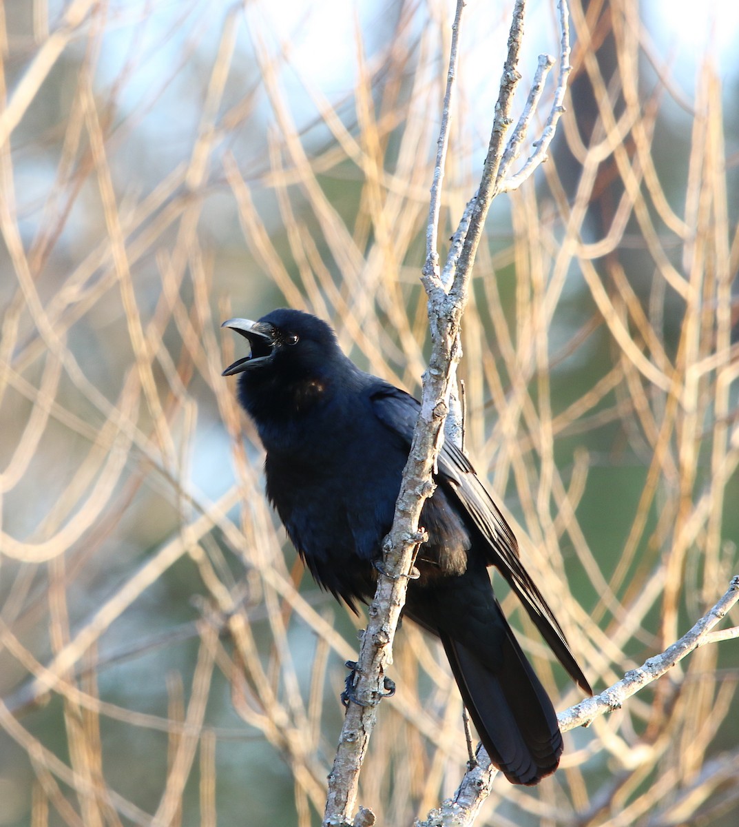Fish Crow - ML89969061