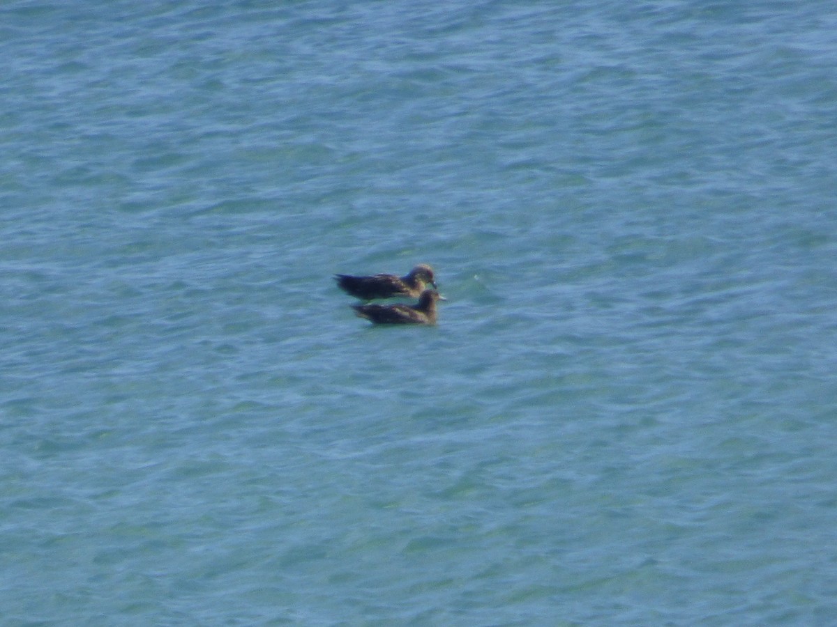 Great Skua - Lars Gonçalves