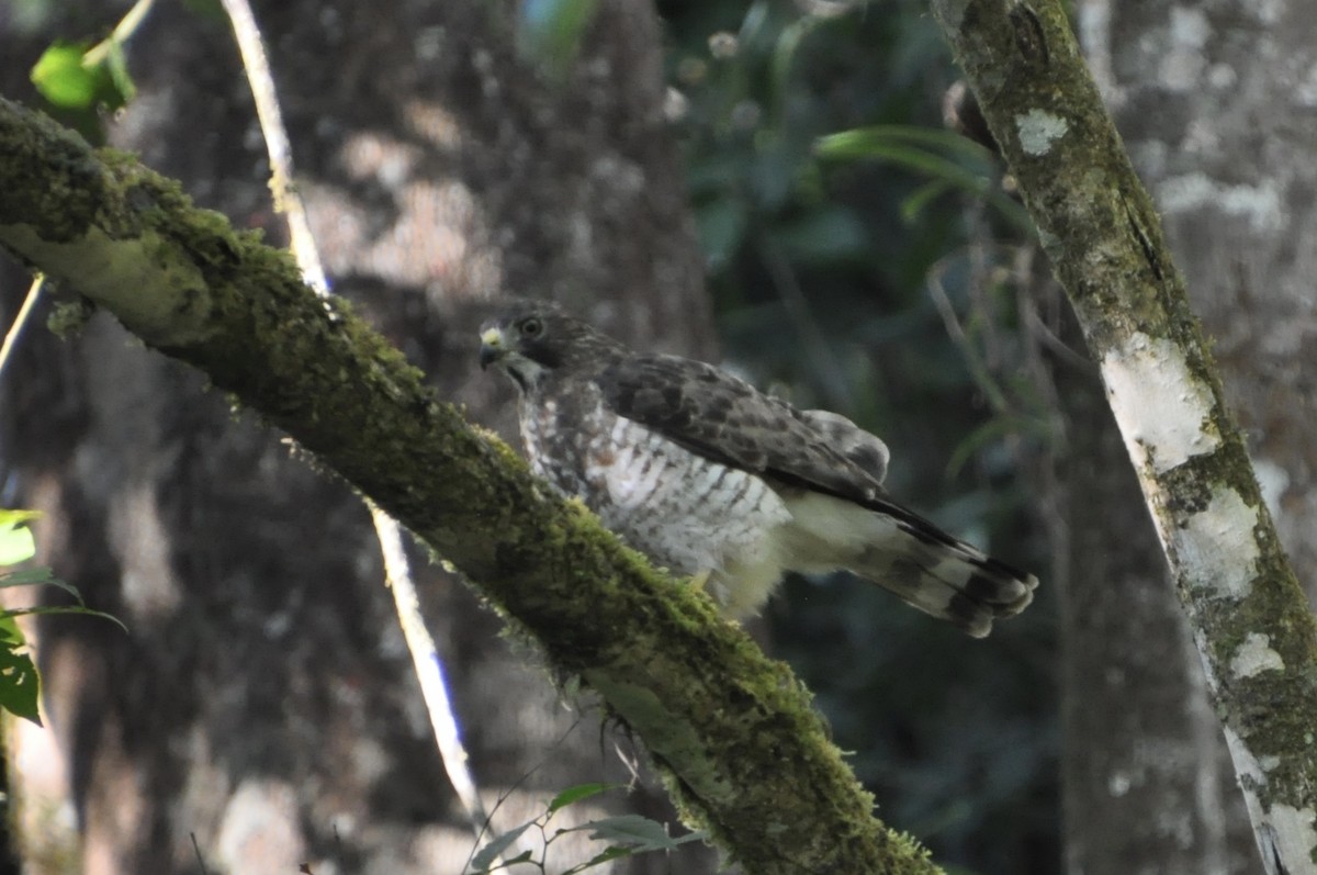 Broad-winged Hawk - ML89971341