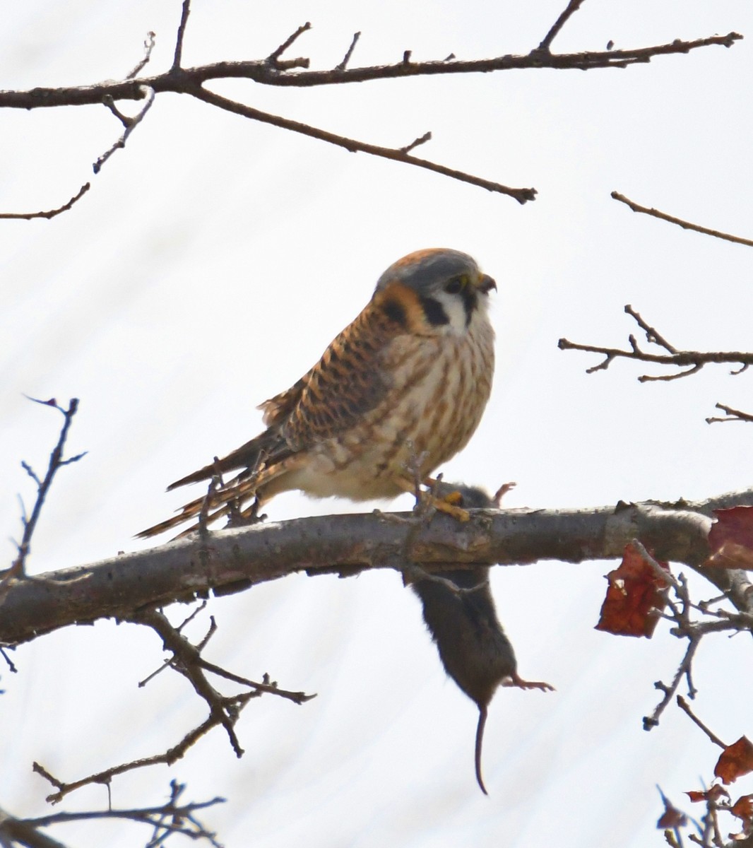 American Kestrel - ML89973811
