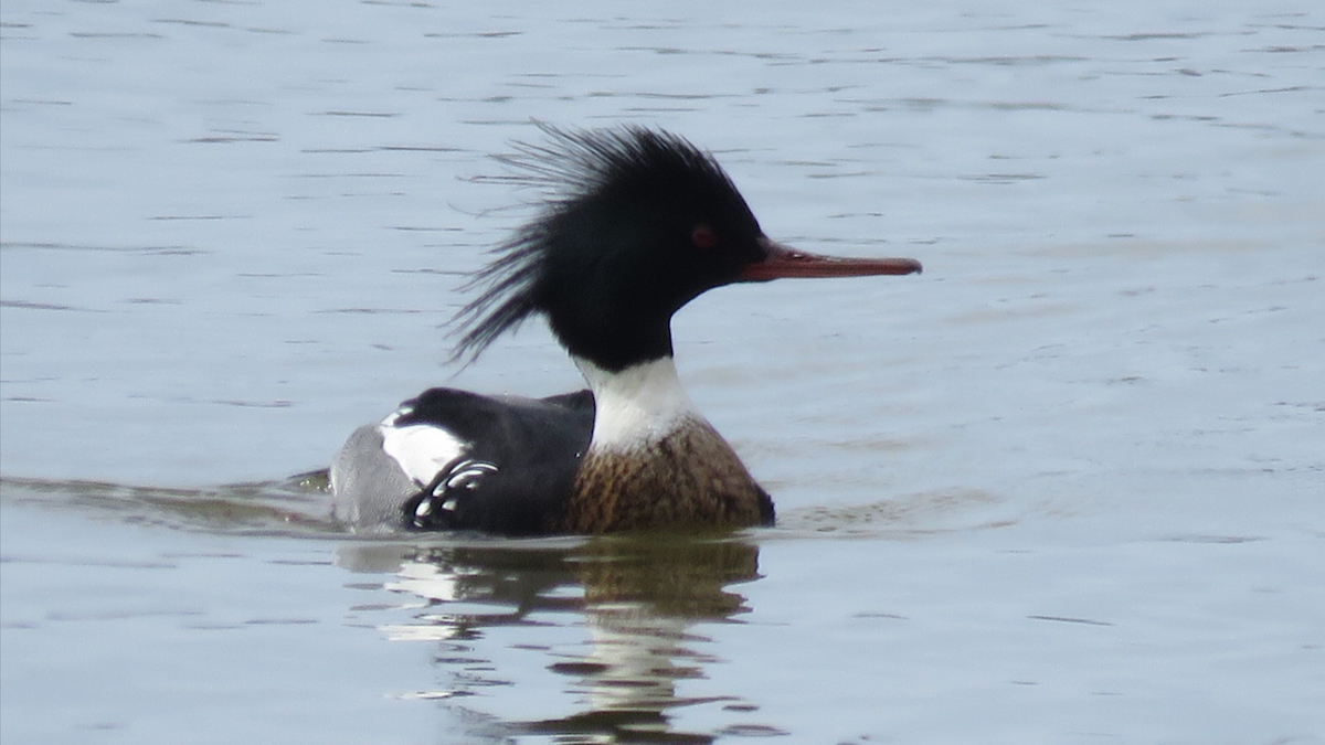 Red-breasted Merganser - ML89975051