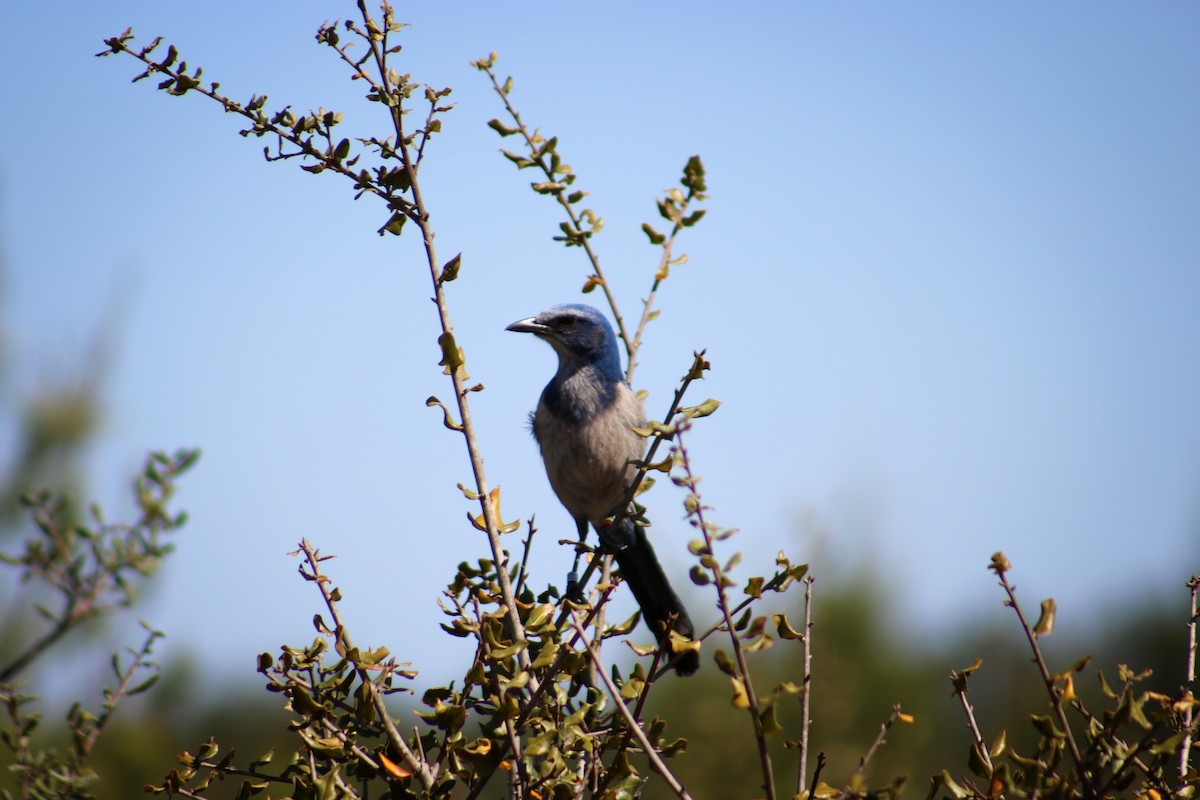 Florida Scrub-Jay - ML89975521