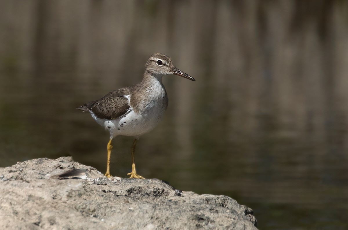 Spotted Sandpiper - ML89976481