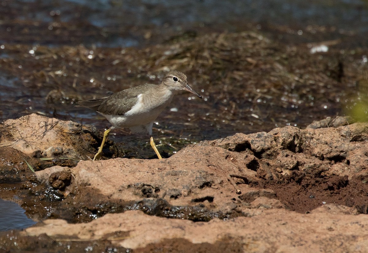 Spotted Sandpiper - ML89976491