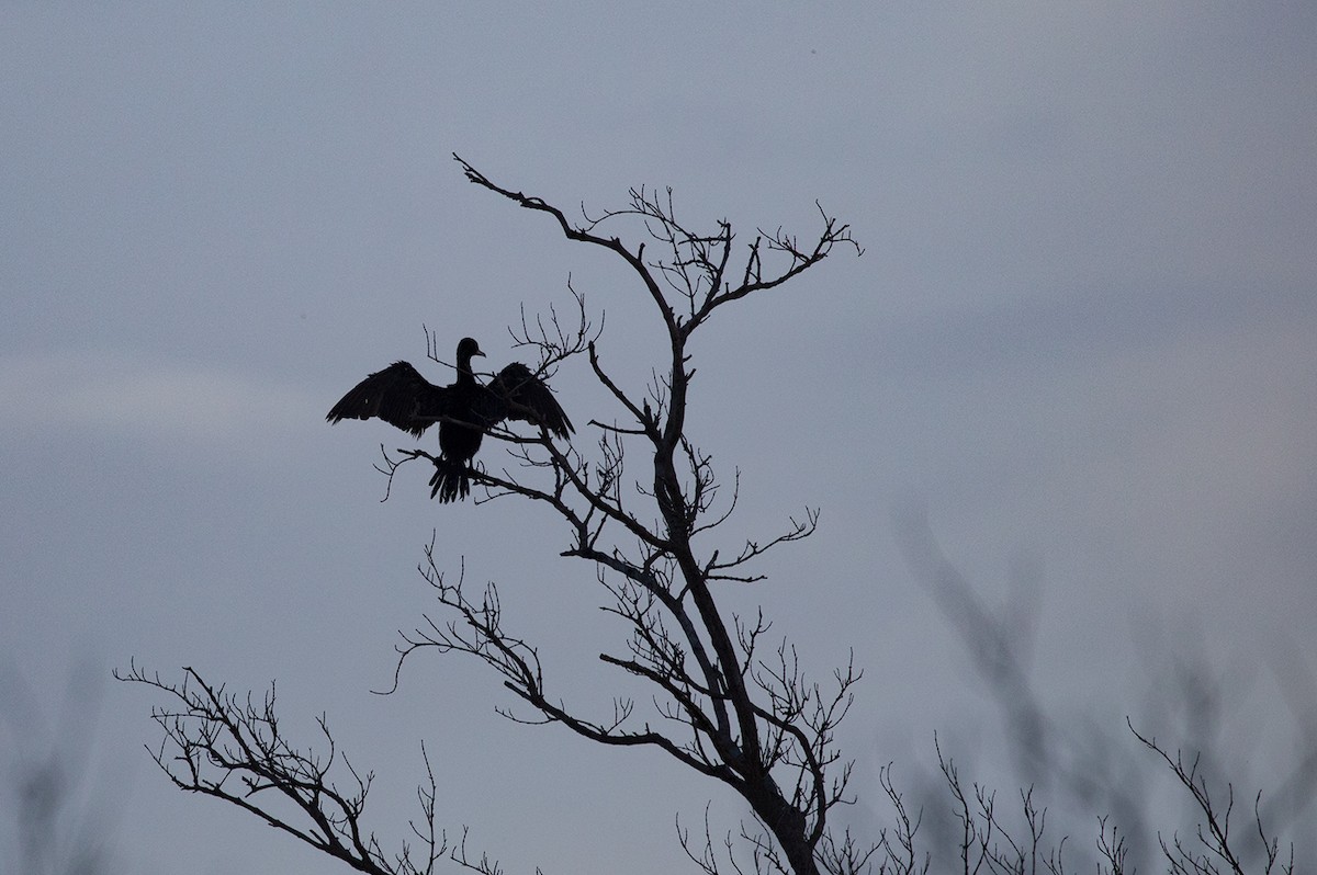 Neotropic Cormorant - Suzanne Labbé