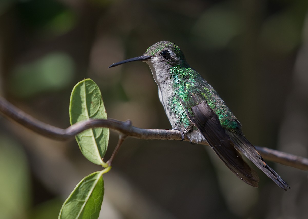 Cuban Emerald - Suzanne Labbé